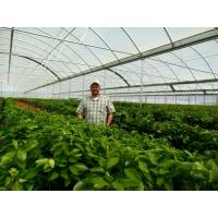 Quality Multi Span Film Hydroponic Garden Greenhouse 10X30m Customizable for sale