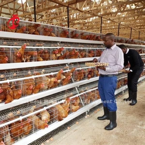 Quality Popular Layer Battery Cage Price In Nigeria Professional Automatic Chicken Cage Doris for sale
