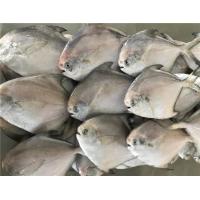 China HACCP Certificated 300g 400g Fresh Frozen White Pomfret for sale