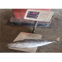 Quality Purse Seine Catch 3.4kg Frozen Skipjack For Canned Use for sale