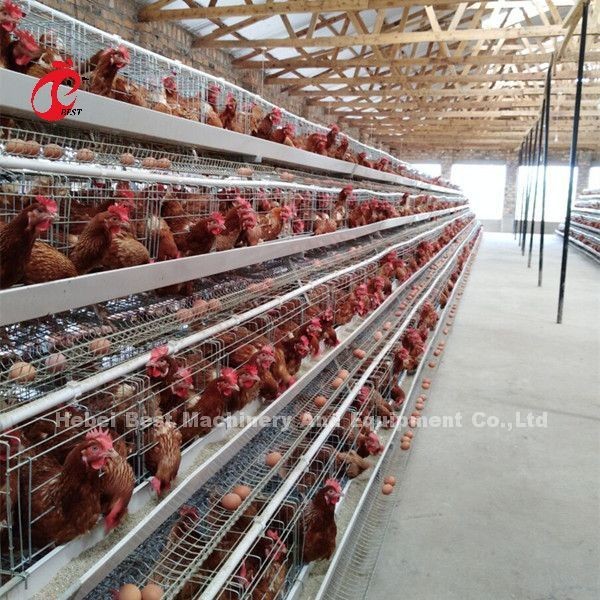 Quality Popular Layer Battery Cage Price In Nigeria Professional Automatic Chicken Cage for sale