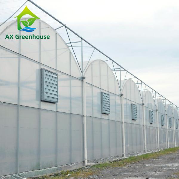 Quality Intelligent Film Serre Invernadero Greenhouse Multispan Tomato Greenhouse for sale