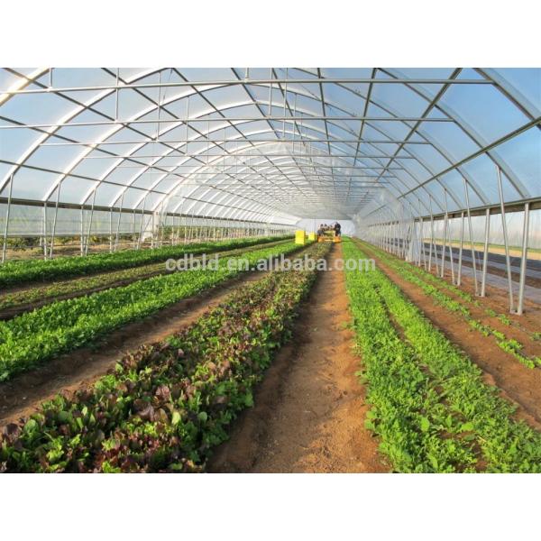 Quality Steel Frame Tunnel Plastic Greenhouse / PE Film Plastic Tomato Greenhouse for sale