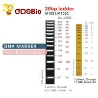 China High Purity Reagents 20bp DNA Marker Ladder Gel Electrophoresis factory