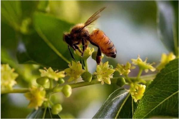 Natural Bee Honey Honey Sider honey Factory Sales Lower Price Pure 0