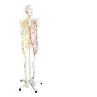 China All human skeleton model with neurovascular Life Size Skeleton with Spinal Nerves Muscle Insertion Human Skeleton Model factory