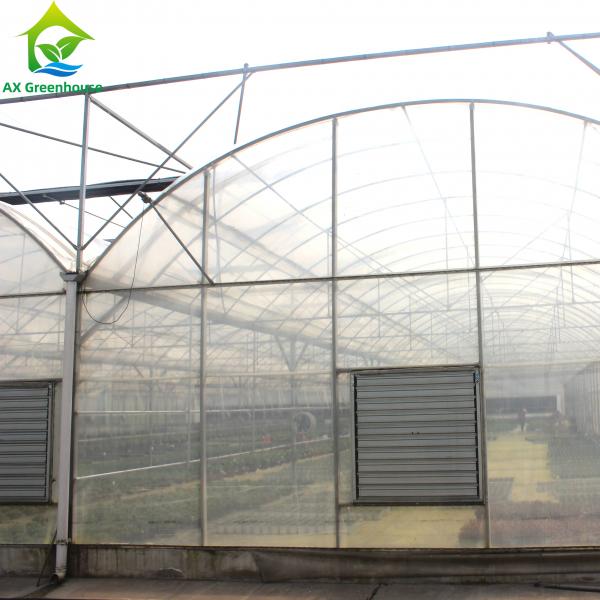 Quality Large Clear Plastic Sheeting Greenhouse 4m-7.5m Height Galvanized Steel for sale