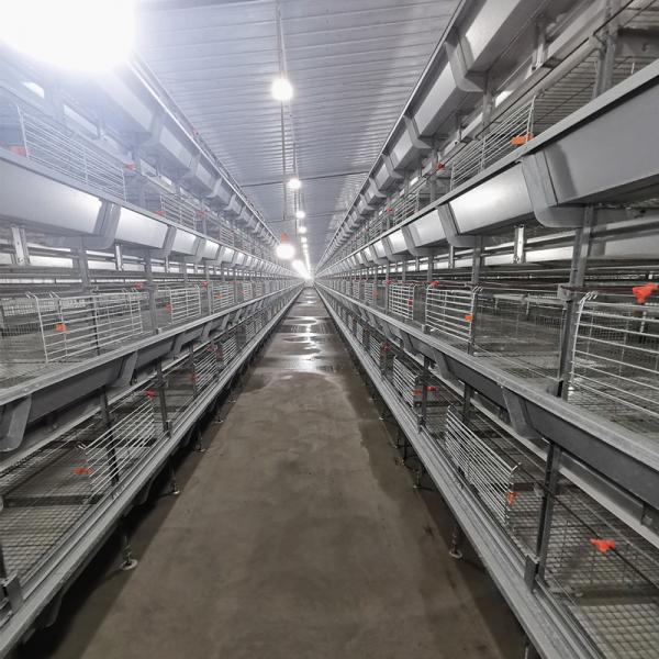 Quality Q235 4 Tiers Broody Hen Cage , 50000 Birds Automatic Battery Cage System for sale