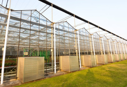Quality Automatic Agricultural Glass Greenhouse HDG Steel Turnkey Hydroponic Greenhouse for sale