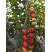 China 20m Tomato Tying Twine With Hook , 100% Virgin Polypropylene Tomato Twine factory