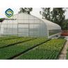 China Agricultural Tomato 12m Single Tunnel Greenhouse factory