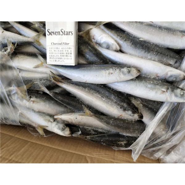 Quality 100% Net Weight 120g BQF Frozen Whole Sardines for sale