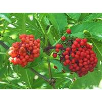 China Elderberry Pure Extract 10:1; 20:1, antioxidant, anti-aging ingredient, supplement material, Shaanxi Yongyuan Bio-Tech factory
