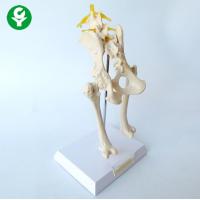 China Medical Animal Anatomy Models Dog Hip Joint Skeleton Students Teachers Support factory