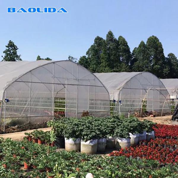 Quality Steel Frame Tunnel Plastic Greenhouse / PE Film Plastic Tomato Greenhouse for sale