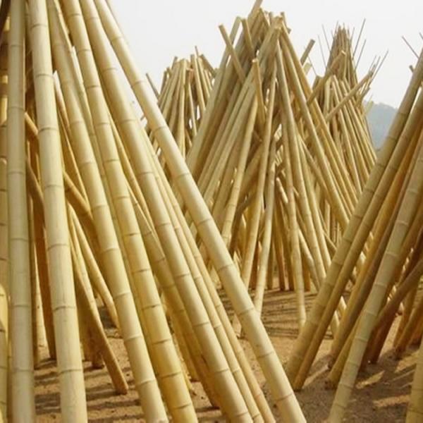 Quality Yellow Nature Raw Outdoor Bamboo Poles Dry Bamboo Poles 2m 3m 4m for sale