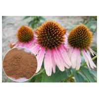China Dietary Supplement Pure Herbal Plant Extract Echinacea Purpurea Powder Improving Immunity factory