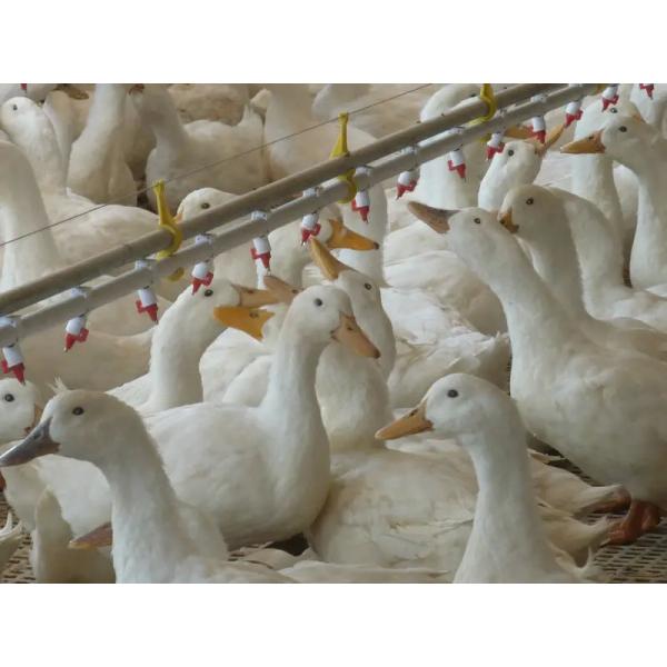 Quality Duck Goose Automatic feed feeding pan feeder Line System for poultry house for sale