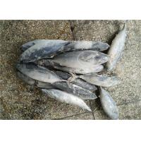 China 1.6kg Natural Color Frozen Seafood Fresh Bonito Tuna Fish factory