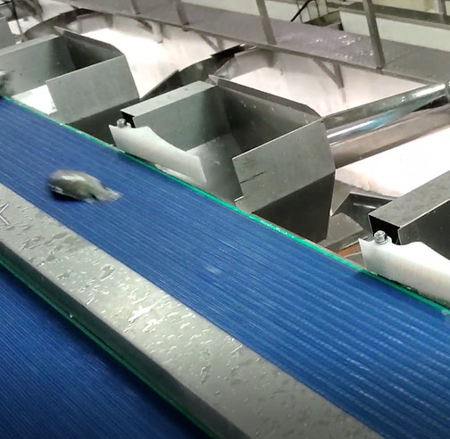 Quality ISO9001 Conveyor Belt Sorting System for sale