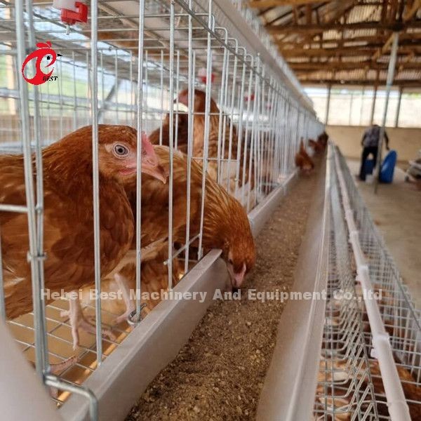 Quality Best A Type Chicken Cage 500 Birds For Layers Poultry Farming Chicken Cage Sandy for sale