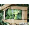 China Natural Hue All Season Cabbage 2.5 Kg / Per Helps Improve Digestion factory