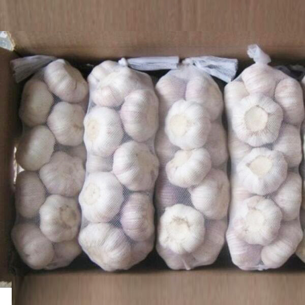 Quality new Garlic, snow white garlic, packed in mesh bag and carton for sale