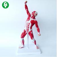 China PVC Medical Training Manikins / Human Body Muscle Trauma Simulation Mannequin for sale