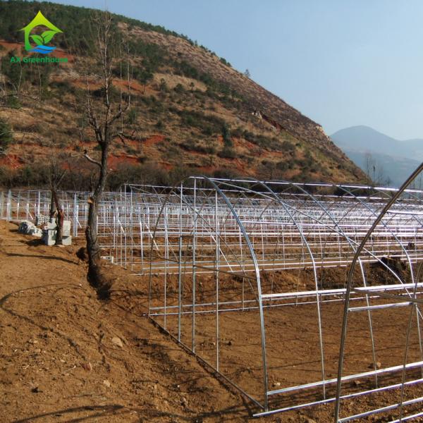 Quality 10-100m Length Broccoli Polytunnel Foil Greenhouse With Metal Frame for sale