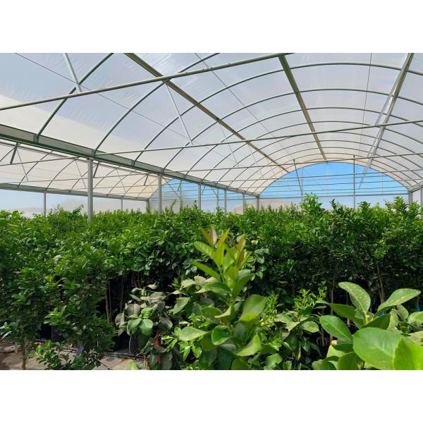Quality PE Plastic Film Strawberry Plant Greenhouse With Hydroponics System for sale