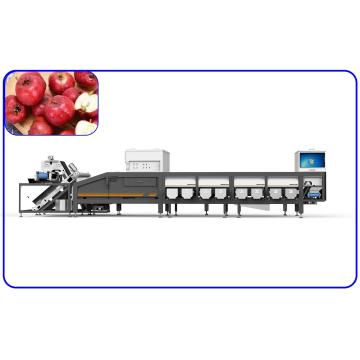 Quality Red Dates Automatic Grading Machine for sale