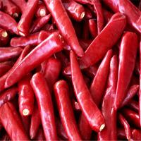 China Zero Additive Erjingtiao Dried Chilis Pungent Dehydrated Hot Peppers factory