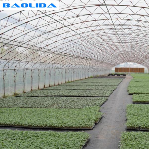 Quality Double Arches Double Film Agricultural Growing 10X50m Single Span Greenhouse for sale