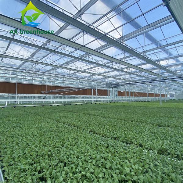 Quality 12m Width Agricultural Glass Greenhouse Residential Hydroponic Strawberry for sale