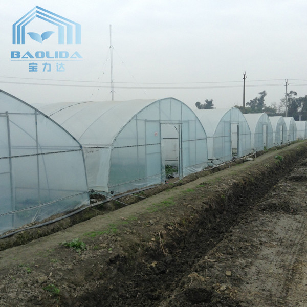 Quality Plastic Tunnel Single Span Greenhouse Agricultural For Strawberry for sale
