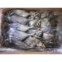 Quality 1kg Up Whole Round Black Pomfret Fish Fresh Frozen Seafood for sale