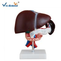 China Liver Pancreas And Duodenum Human Anatomical Model Medical Science Model factory