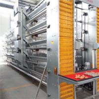 China Stable Performance Automatic Egg Collection System Smooth Running With Belt factory