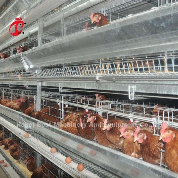 Quality Semi Automatic Poultry Layer Cage Feeding System 1.5KW 380V Doris for sale