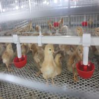Quality SONCAP 1 To 45 Days Battery Cage For Broilers Modern A / H Frame for sale