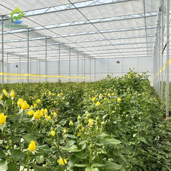 Quality OEM Sawtooth PO PE Plastic Film Greenhouse For Strawberries for sale