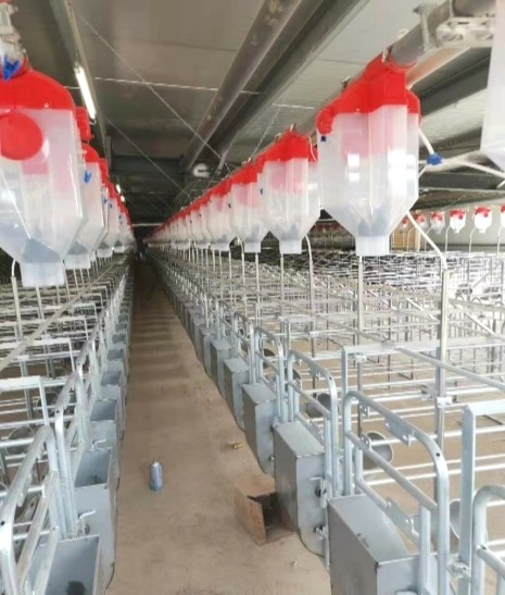 China Hot Galvanized Steel Individual Pen For Pregnant Sow factory