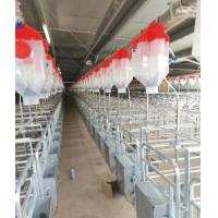 China Hot Galvanized Steel Individual Pen For Pregnant Sow factory