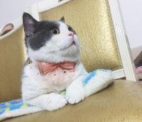 China Luxury Lace Bow Tie Cat Collar , Unique Pet Collars Decoration Size 10cm factory