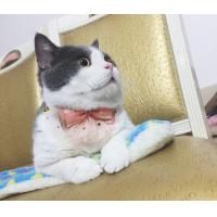 China Luxury Lace Bow Tie Cat Collar , Unique Pet Collars Decoration Size 10cm factory