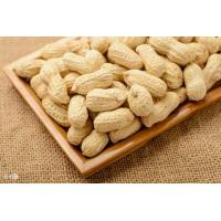 China Big Roasted Peanuts In Shell , Roasted Seed Products HACCP Certification factory