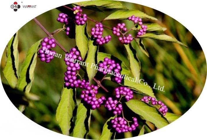 China Feed grade, antibacterial raw material，Callicarpa Nudiflora Herbal Extract，20-30 factory