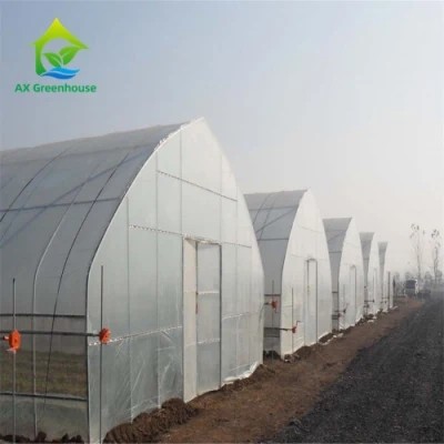 Quality 26ft Width Single Span Pipe Framed Greenhouse Anti UV Film High Tunnel for sale