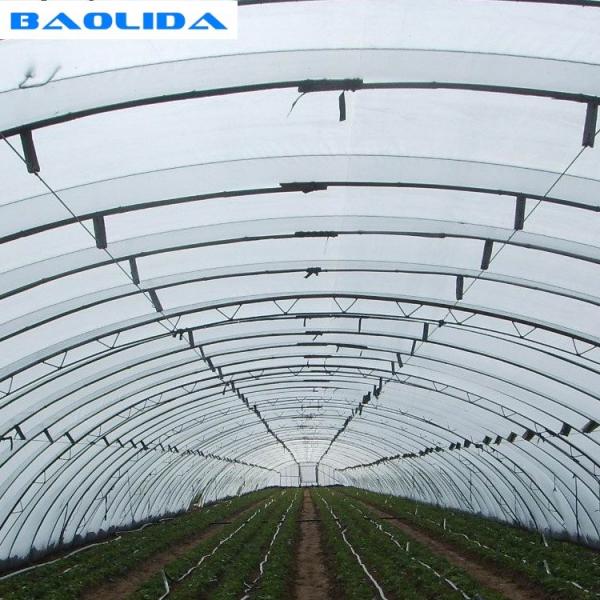 Quality Double Arches Double Film Agricultural Growing 10X50m Single Span Greenhouse for sale