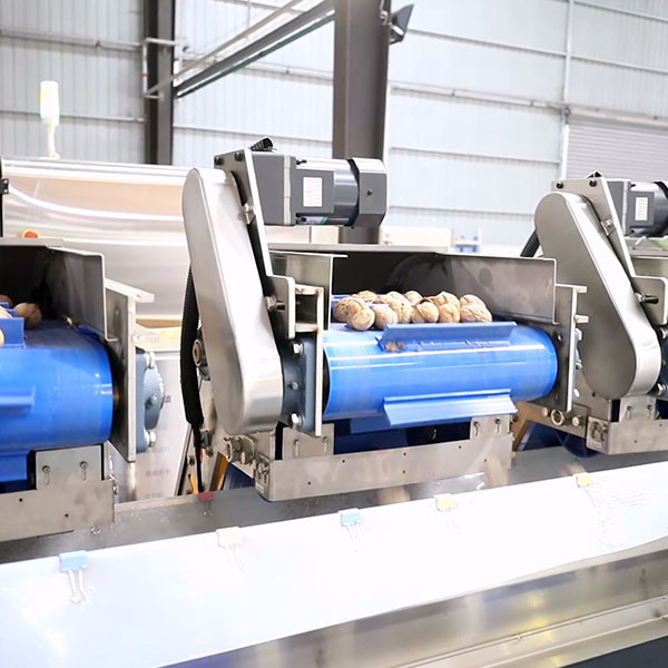 Quality Food Grade Conveyor Belts Walnut Shelling Machine 380V 2 Tons Output for sale
